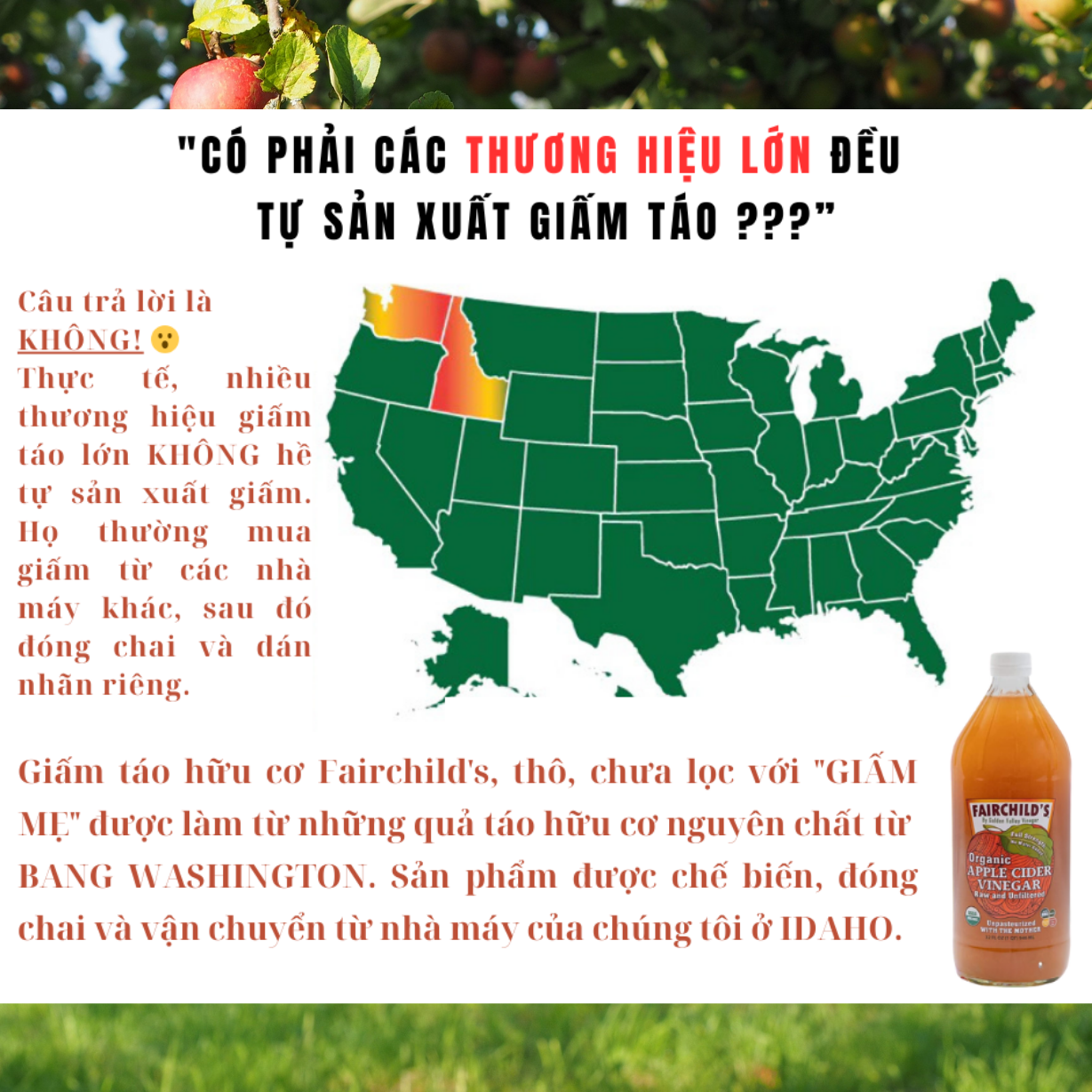 Giấm táo Hữu cơ Nguyên chất Không lọc FairChild's (Mỹ) dung tích 473ml