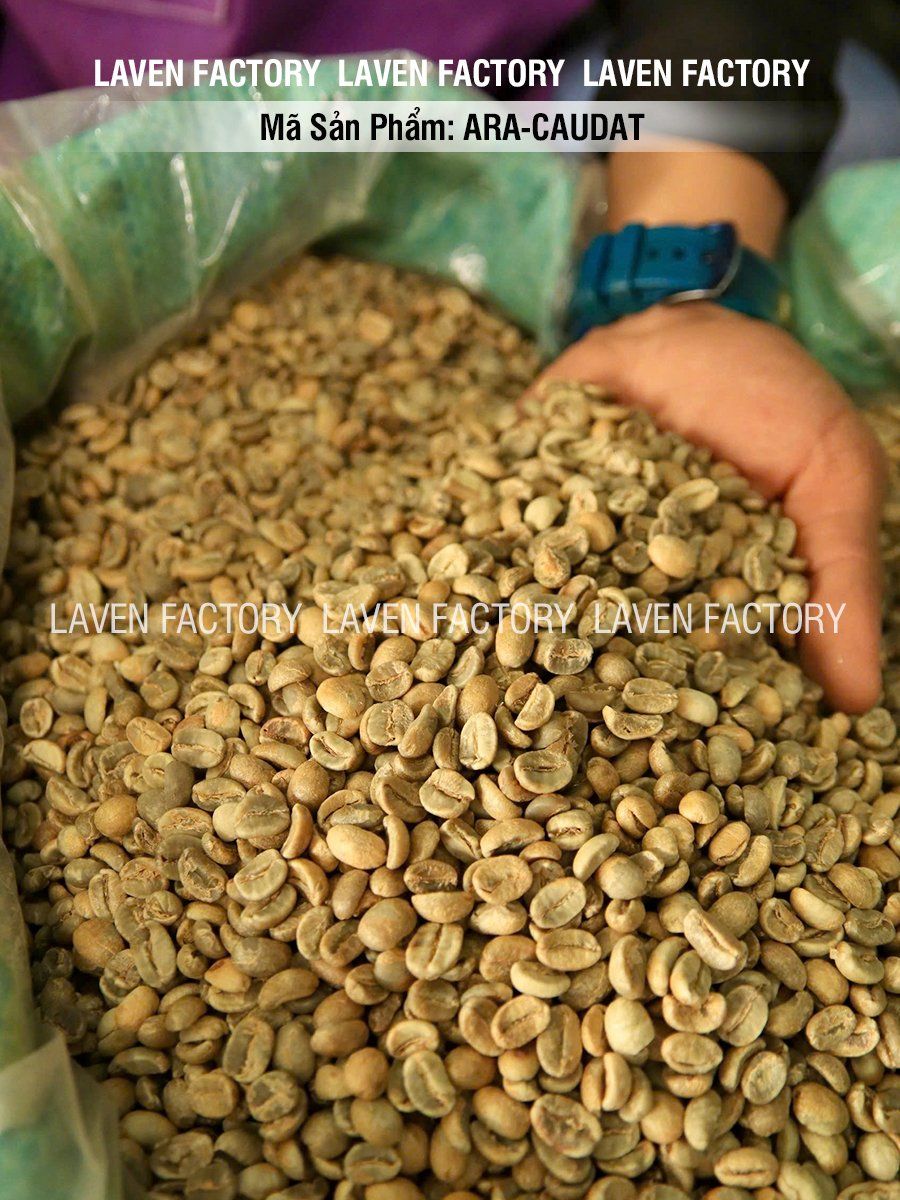 Nhân xanh Arabica Cầu Đất | Laven Coffee