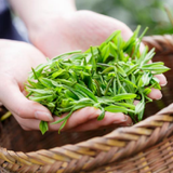 Trà Nõn Thuần Chủng