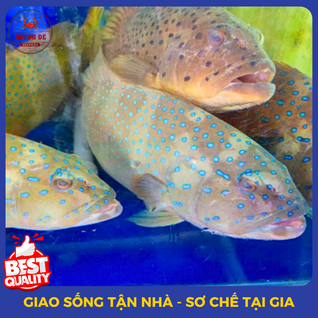Cá Mú Đen Sao Xanh