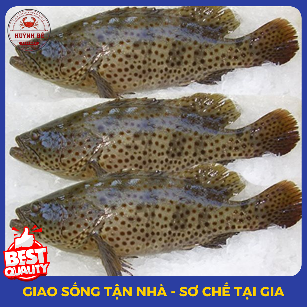 Cá Mú tự nhiên (Cá Song)