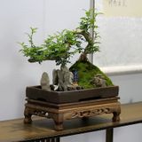 Chậu cây cảnh xanh nghệ thuật Chất liệu gỗ tiêu + rêu tươi bắt mắt + đế gỗ
