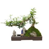 Chậu cây cảnh xanh nghệ thuật Chất liệu gỗ tiêu + rêu tươi bắt mắt + đế gỗ