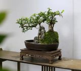 Hòn non bộ nhỏ và dòng nước chảy Chất liệu gỗ + cây + rêu tươi