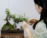 Chậu cây cảnh xanh nghệ thuật Chất liệu gỗ tiêu + rêu tươi bắt mắt + đế gỗ