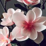 HOA MỘC LAN TRANG TRÍ NỘI THẬT Màu sắc: đỏ hồng, đỏ nhạt, xanh dương, vàng và trắng