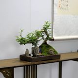 Chậu cây cảnh xanh nghệ thuật Chất liệu gỗ tiêu + rêu tươi bắt mắt + đế gỗ