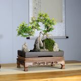 Cảnh non bộ cây cảnh-Trà Phúc Kiến Chất liệu cây cảnh, đá, rêu tươi, gỗ