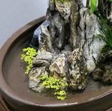 Hòn non bộ nhỏ và dòng nước chảy Chất liệu gỗ + cây + rêu tươi