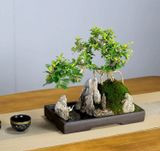 Cảnh non bộ cây cảnh-Trà Phúc Kiến Chất liệu cây cảnh, đá, rêu tươi, gỗ
