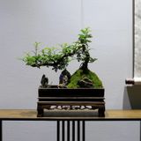Chậu cây cảnh xanh nghệ thuật Chất liệu gỗ tiêu + rêu tươi bắt mắt + đế gỗ