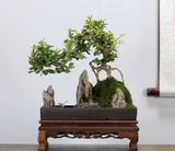 Cảnh non bộ cây cảnh-Trà Phúc Kiến Chất liệu cây cảnh, đá, rêu tươi, gỗ