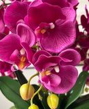 Chậu hoa lan hồ điệp hồng nghệ thuật Chất liệu hoa mô phỏng (lụa/nhựa) bình gốm