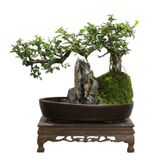 Hòn non bộ nhỏ và dòng nước chảy Chất liệu gỗ + cây + rêu tươi