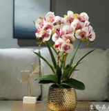 BÌNH HOA LAN TRANG TRÍ CAO CẤP Chất liệu bình hoa: gốm sứ mạ vàng