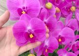 Chậu hoa cảnh mô phỏng Chi Lan hồ điệp Màu sắc: tím/tím nhạt