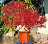 Chậu San Hô Đỏ