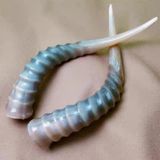 ĐỒ TRANG TRÍ SỪNG ĐỘNG VẬT TỰ NHIÊN Kích thước: dài khoảng 30cm