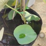 Thấm sâu loang trãi SUMO BADI