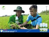 Sản phẩm cứng cây SUMO K Cải Tiến