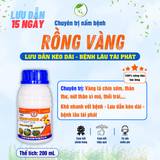 SUMO RỒNG VÀNG