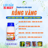 SUMO RỒNG VÀNG