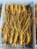 Sâm tươi Hàn Quốc Hầm Gà 20-30 củ/kg