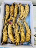 Sâm Trọc Hàn Quốc - Sản Phẩm Sâm tươi Hàn Quốc - Loại 10 củ 1 Kg