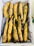Sâm Trọc Hàn Quốc - Sản Phẩm Sâm tươi Hàn Quốc - Loại 10 củ 1 Kg