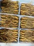 Sâm tươi Hàn Quốc Hầm Gà 20-30 củ/kg