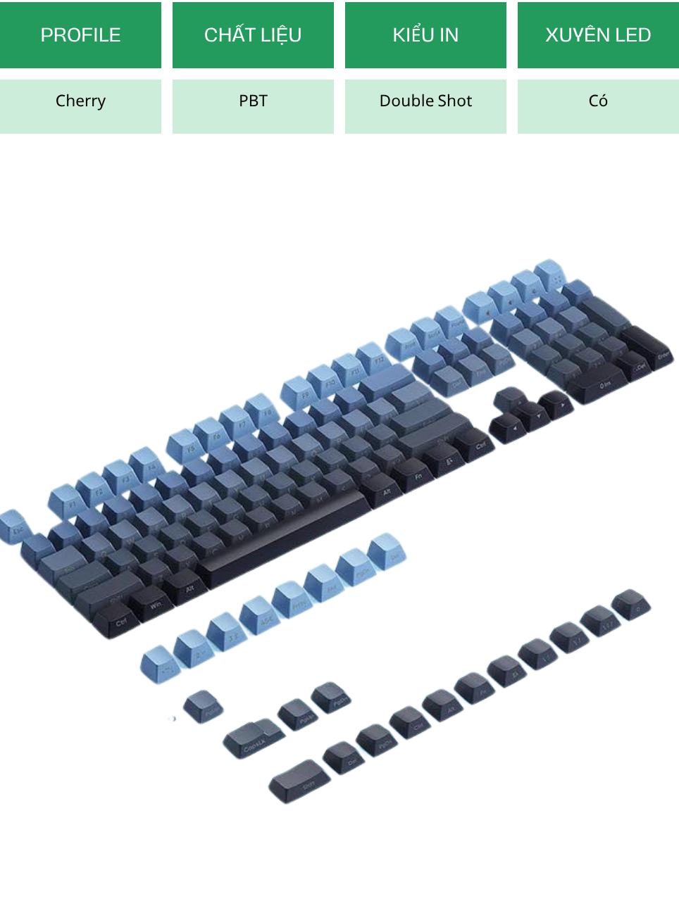 Navy Blue Gradient - Cherry - Double Shot