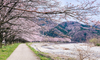 Tour Nhật Bản - 5N4Đ: Hà Nội - Tokyo - Núi Phú Sĩ - Chiba