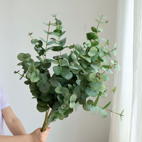 Cành Bạch Đàn Cao Cấp Chân Thực & Sang Trọng