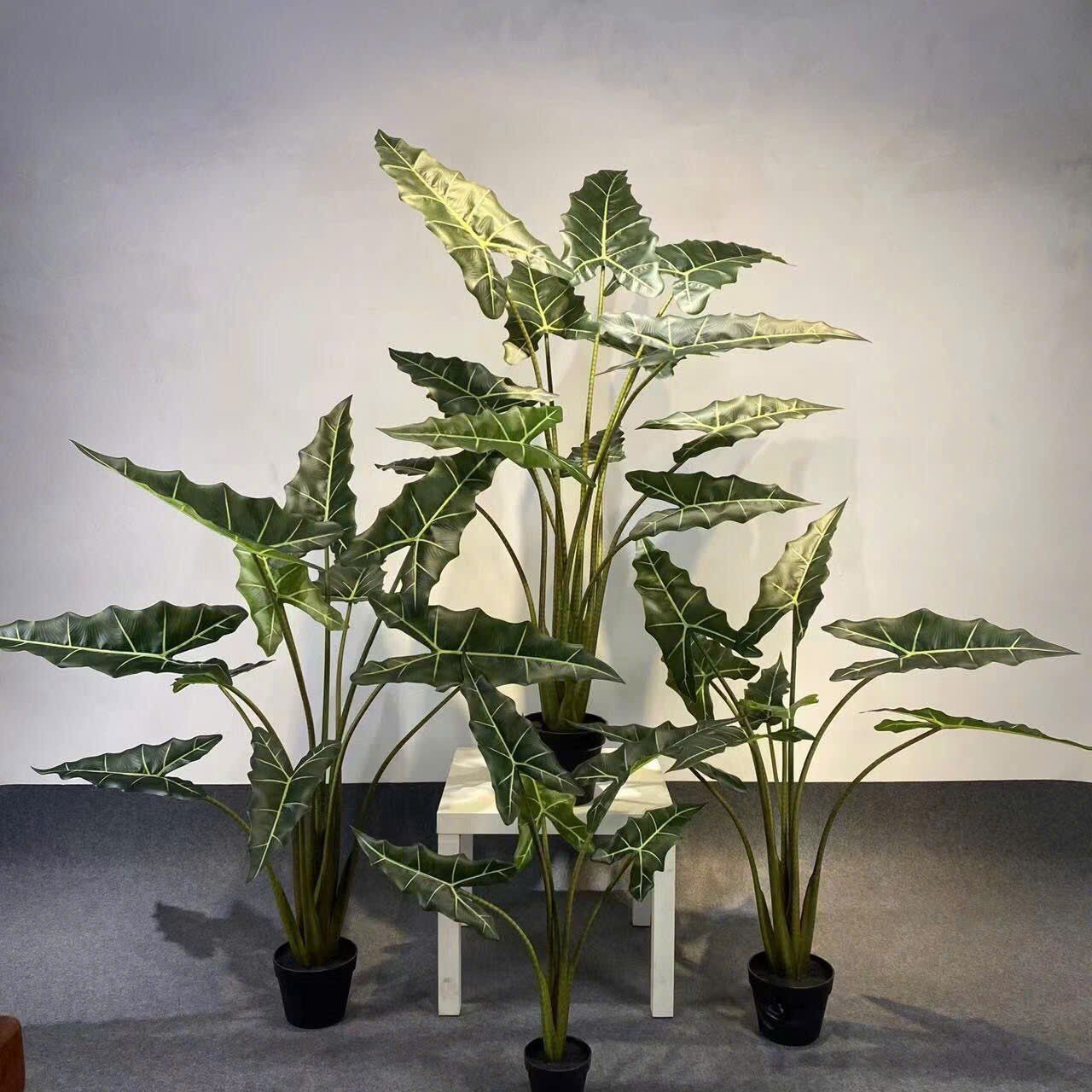 Cây Alocasia - Cây Cảnh Sang Trọng Cho Nội Thất Hiện Đại