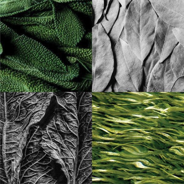 WOOD SAGE / SCENTED OIL FOR PAINTING