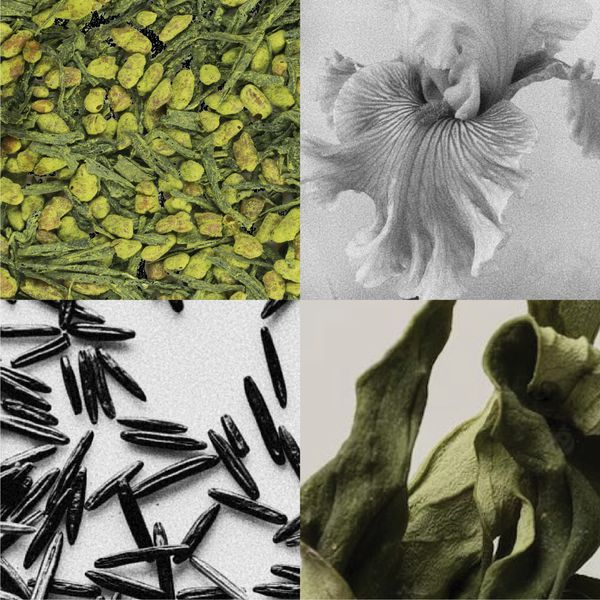 GENMAICHA / SCENTED OIL FOR PAINTING