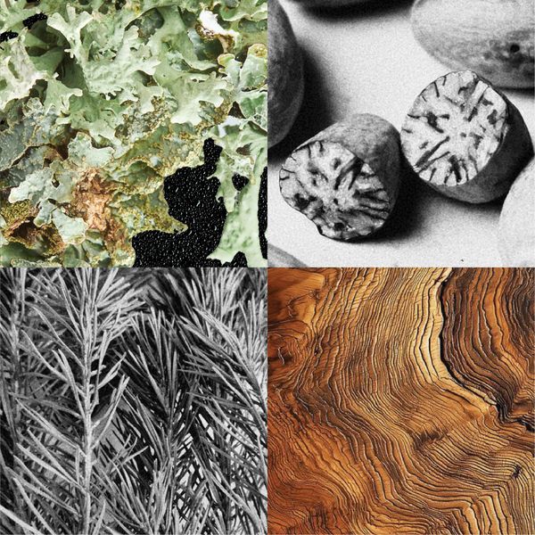 PERFUME OAKMOSS