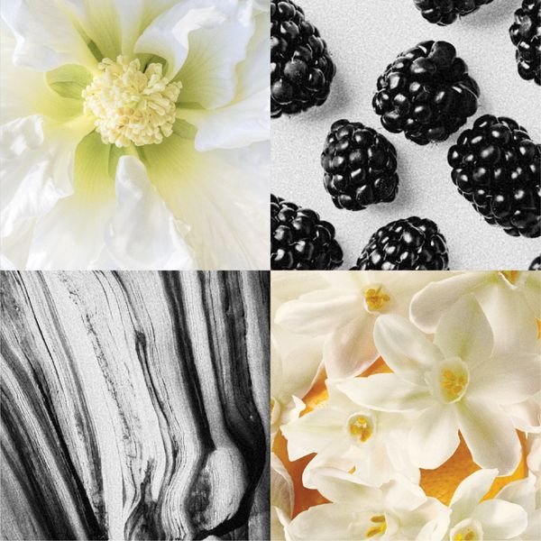 WHITE FUYO / SCENTED OIL FOR PAINTING