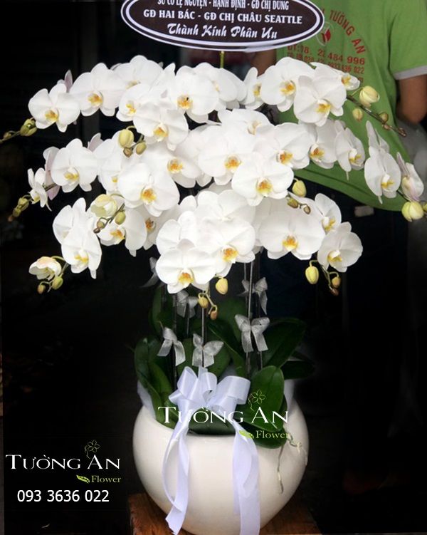 Chậu Hoa Viếng Sáng Người - S684