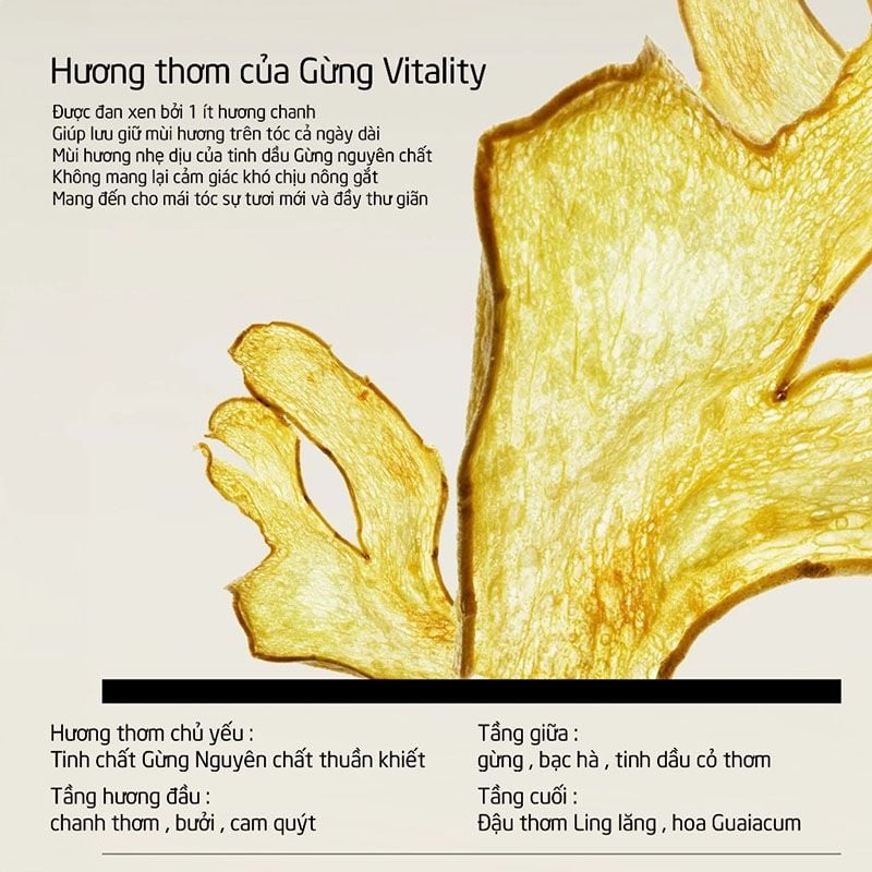 Dầu Gội SPES Chiết Xuất Gừng, Kiềm Dầu, Giảm Rụng Tóc Ginger Collagen Shampoo Oil Control And Volumizing