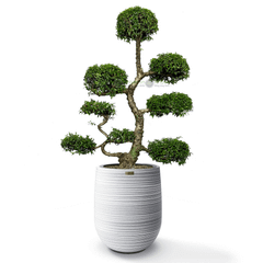 Cây Hoa Mai Chiếu Thủy Bonsai (Dáng mẹ bồng con) + Chậu composite Anber APOLLO + Tự tưới AWS