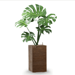 Cây Monstera + Chậu composite Anber LETO + Tự tưới AWS (Màu đá Ethno Lines)