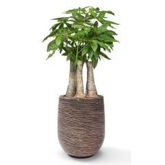 Cây Kim Ngân Phúc Lộc Thọ + Chậu composite Anber APOLLO (Màu giả đá Cliffs) + Tự tưới AWS