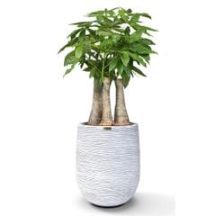 Cây Kim Ngân Phúc Lộc Thọ + Chậu composite Anber APOLLO (Màu giả đá Cliffs) + Tự tưới AWS