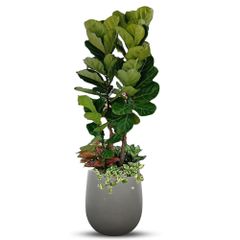 Cây Mix Bàng Singapore Vạn Lộc Ngọc Ngân Trầu Bà + Chậu composite Anber APOLLO (Màu giả đá Smartline) + Tự tưới AWS