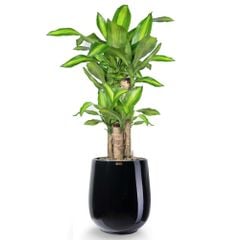 Cây Phát Tài Bộ 5 cây + Chậu composite Anber APOLLO (Sơn màu) + Tự tưới AWS