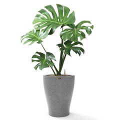 Cây Trầu Bà Nam Mỹ Monstera + Chậu composite tự tưới AWS Hera (Màu đá Basalt)