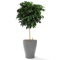 Cây Hạnh Phúc Tree + Chậu composite tự tưới AWS Hera (Màu đá Basalt)