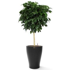 Cây Hạnh Phúc Tree + Chậu composite tự tưới AWS Hera (Màu đá Basalt)