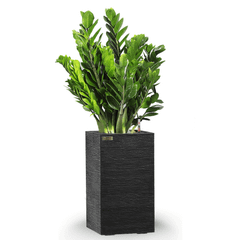 Cây Kim Tiền + Chậu composite Anber LETO + Tự tưới AWS (Màu đá Ethno Lines)